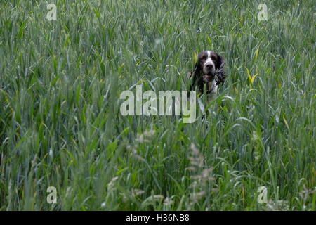 Englisch Springer Spaniel in einem Feld Stockfoto