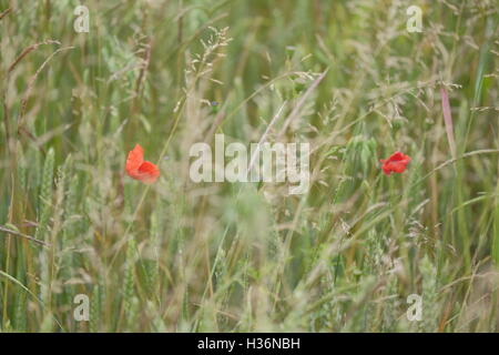 zwei Mohnblumen stehend in einem Kornfeld Stockfoto