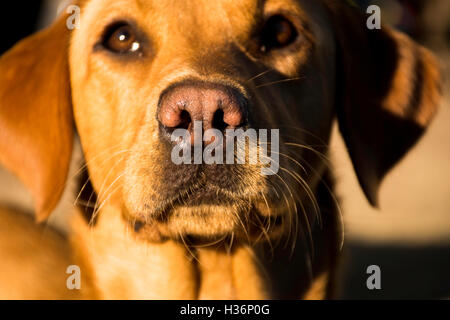 Rotfuchs Labrador hautnah Stockfoto