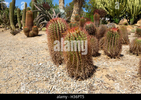 Mexikanische Limette Kaktus, mexikanischen Feuer Fass Ferocactus Pilosus im Parque Paloma, Benalmadena, Spanien. Stockfoto