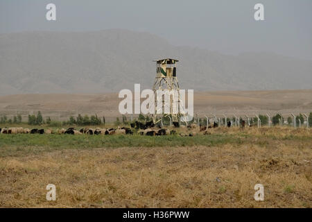 Schafe hüten in der Nähe eine kurdische Peshmerga militärische Verbindung in der Nähe von Dohuk Nordirak Stockfoto