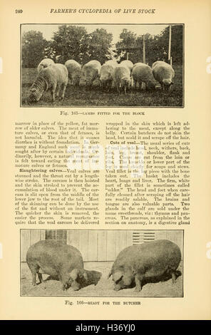 Farmer es Cyclopedia der Viehbestand (Seite 240) BHL237 Stockfoto