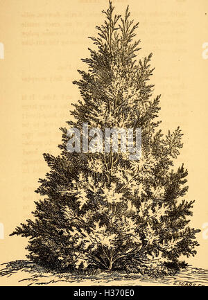 Dieses Handbuch bietet praktische Anleitungen zum Anbau, zur Vermehrung und zur Verwendung von Waldbäumen. Es umfasst Themen wie das Pflanzen von Bäumen als Unterschlupf, die Verzierung und den wirtschaftlichen Nutzen sowie Beratung für Grundbesitzer und Gärtner. Stockfoto