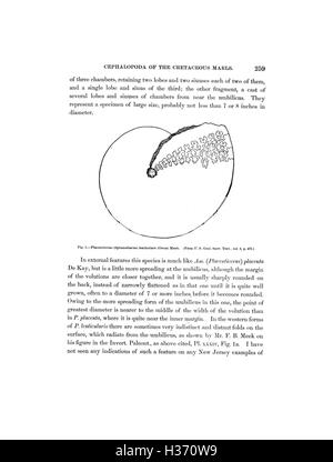 Diese Studie konzentriert sich auf die Arten von Gastropoden und Kopffüßern, die in den Raritan-Tonerden und Grünmergeln von New Jersey gefunden werden, und liefert Details über ihre fossilen Überreste und den geologischen Kontext. Stockfoto