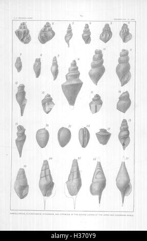 Dieser Text untersucht die in den Raritan-Tonerden und Grünmargeln von New Jersey gefundenen Gastropoden und Kopffüßer, wobei der Schwerpunkt auf fossilen Arten dieser geologischen Formationen liegt. Stockfoto