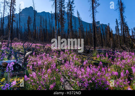 Weidenröschen im verbrannten Wald, Banff Nationalpark, Alberta, Kanada Stockfoto