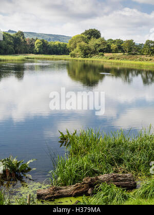 Chingford Teich, lokalen Naturschutzgebiet (GSG), Burton Park, ein Ort von besonderem wissenschaftlichen Interesse), (SSSI), Petworth, Sussex, UK Stockfoto