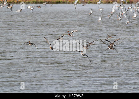 Eine kleine Herde von hauptsächlich Pfeifenten fliegen weg von der Kamera Stockfoto