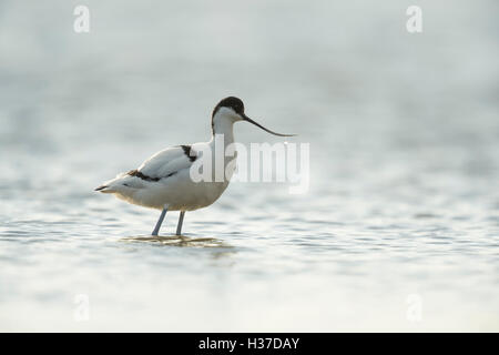 Pied Avocet / Saebelschnaebler (Recurvirostra Avosetta), stehend im seichten Wasser, Wattenmeer, Niederlande. Stockfoto