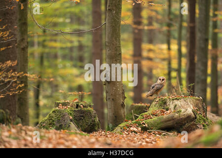 Schleiereule / Schleiereule (Tyto Alba) thront auf einem Baumstumpf in herbstlich farbigen offenen Wäldern, goldenen Oktober, Europa. Stockfoto