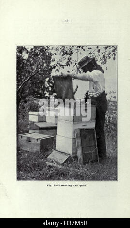 Bienenzucht in Britisch-Kolumbien (Seite 40) BHL213 Stockfoto