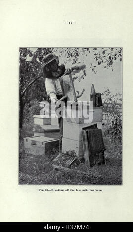 Bienenzucht in Britisch-Kolumbien (Seite 44) BHL213 Stockfoto