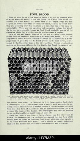 Bienenzucht in Britisch-Kolumbien (Seite 53) BHL213 Stockfoto