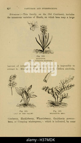 Langstroth auf den Bienenstock und Honig Biene (Seite 416) BHL182 Stockfoto