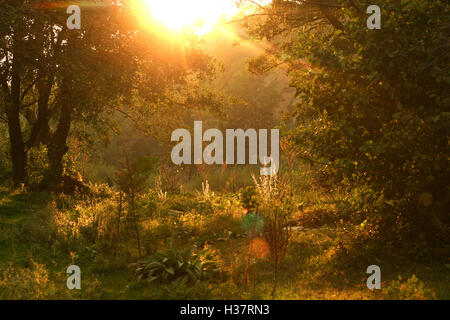 Sonnenschein in der Wiese Stockfoto