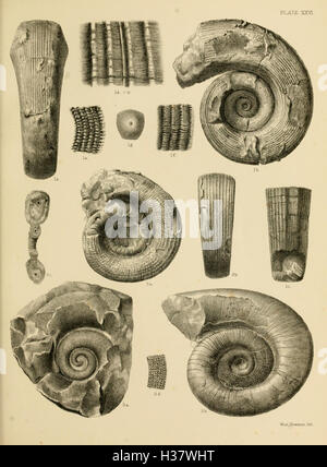 Diese Monografie behandelt die karbonische Cephalopoda Irlands und beschreibt die fossilen Arten, die in dieser geologischen Periode gefunden wurden, ihre Eigenschaften und ihre Bedeutung. Stockfoto