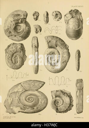 Diese Monografie untersucht die in Irland gefundenen Karbonkopffüßer und beschreibt die verschiedenen Arten und ihre Bedeutung für das Verständnis der geologischen und paläontologischen Geschichte der Region. Stockfoto