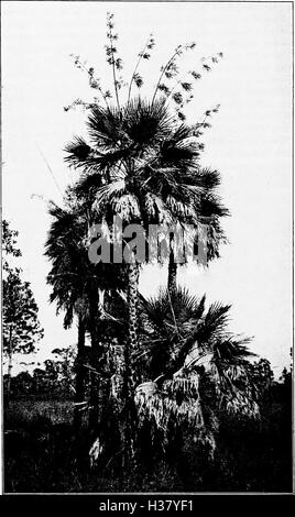 Nordamerikanische Bäume - Beschreibungen und Abbildungen der Bäume wachsen unabhängig von Anbau in Nordamerika nördlich von Mexiko und Westindien (1908) (2060333 Stockfoto