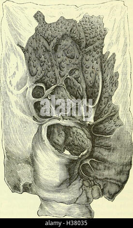 Diese Ressource konzentriert sich auf die detaillierte anatomische Untersuchung von Wirbeltieren, die ein wissenschaftliches Verständnis der Struktur und Funktion des Skelett- und Muskelsystems bei Tieren mit Rückenknochen liefert. Stockfoto