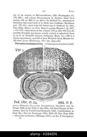 Ein Wörterbuch von Fossilien aus Pennsylvania und den angrenzenden Staaten benannt in den Berichten und Kataloge der Umfrage (Seite 241) BHL424 Stockfoto