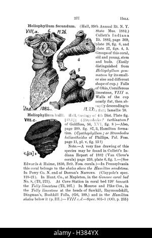 Ein Wörterbuch von Fossilien aus Pennsylvania und den angrenzenden Staaten benannt in den Berichten und Kataloge der Umfrage (Seite 277) BHL424 Stockfoto