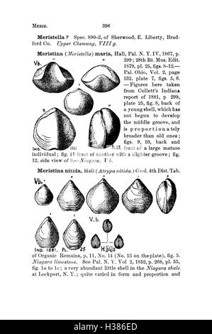 Ein Wörterbuch von Fossilien aus Pennsylvania und den angrenzenden Staaten benannt in den Berichten und Kataloge der Umfrage (Seite 396) BHL424 Stockfoto