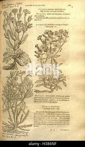 Plantarum, Seu Stirpium Historia (Seite 181) BHL98 Stockfoto