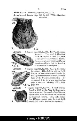 Ein Wörterbuch von Fossilien aus Pennsylvania und den angrenzenden Staaten benannt in den Berichten und Kataloge der Umfrage (Seite 71) BHL424 Stockfoto