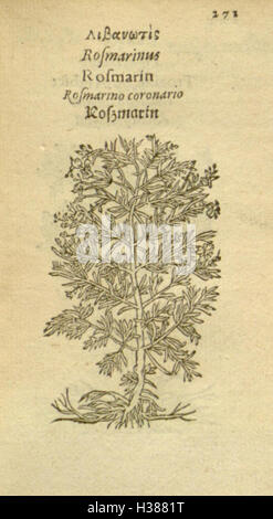 Eine botanische Illustration verschiedener Pflanzenarten auf Seite 271 der Manuskript Plantarum effigies, die detaillierte Darstellungen von Pflanzenformen zeigt. Die Arbeit gibt Einblicke in die historische Untersuchung des Pflanzenlebens. Stockfoto