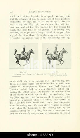 In diesem Text werden wichtige anatomische und verhaltensbezogene Aspekte von Pferden erörtert und Einblicke in ihre körperliche Struktur, ihre Bewegung und verschiedene wichtige Punkte für Training und Pflege vermittelt. Stockfoto