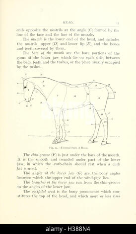 Dieser Text beschreibt die wichtigsten anatomischen Punkte eines Pferdes und bietet detaillierte Beschreibungen der physikalischen Merkmale, die für das Verständnis von Struktur, Bewegung und Gesundheit des Pferdes entscheidend sind. Stockfoto