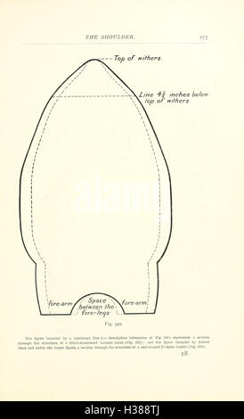 Dieser Text beschreibt die anatomischen Merkmale von Pferden und konzentriert sich dabei auf Schlüsselpunkte wie Konformation, Struktur und funktionelle Anatomie in Bezug auf die Leistung des Pferdes. Stockfoto