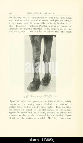 In diesem Text werden die anatomischen Merkmale und wichtigsten Merkmale des Pferdes sowie seine Punkte erläutert, wobei der Schwerpunkt auf seinen physischen Eigenschaften liegt, wie auf Seite 328 gezeigt. Stockfoto