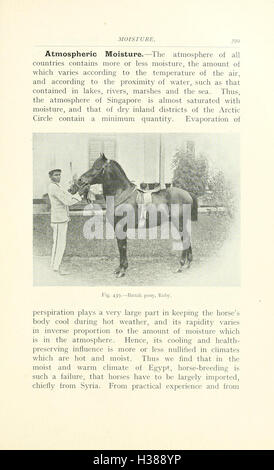 In diesem Text werden die anatomischen Punkte eines Pferdes erläutert, einschließlich spezifischer Merkmale, die für die Pflege, das Reiten und das Training von Pferden relevant sind. Es konzentriert sich auf das Verständnis der Struktur des Pferdes für bessere Handhabung und Leistung bei verschiedenen Aktivitäten. Stockfoto