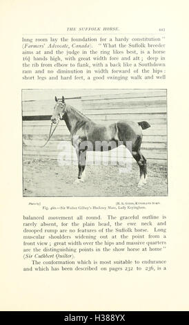 Dieser Text beschreibt die wichtigsten anatomischen Punkte des Pferdes, einschließlich seiner Skelett- und Muskelstrukturen, Exterieur und wie diese Eigenschaften die Leistung und das Verhalten in verschiedenen Pferdedisziplinen beeinflussen. Stockfoto