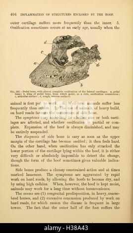 Dieses Handbuch bietet praktische Anleitungen zur Pflege und Wartung von Pferdehufen, einschließlich Techniken zum Beschlagen und zur Vermeidung von Hufproblemen. Stockfoto