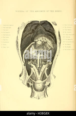 Landleben beschrieben und illustriert, in die Verwaltung der Pferde, Hunde, Rinder, Schafe, Schweine, Geflügel, etc. etc. (pl. 25) BHL207 Stockfoto