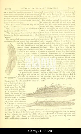 Bäuerliches Leben beschrieben und illustriert, in die Verwaltung der Pferde, Hunde, Rinder, Schafe, Schweine, Geflügel, etc. etc. BHL207 Stockfoto