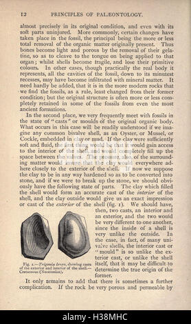 Diese Arbeit erforscht die geologische und biologische Geschichte der Erde und diskutiert wichtige Ereignisse in der Entstehung des Planeten und die Entwicklung des Lebens im Laufe der Zeit. Stockfoto