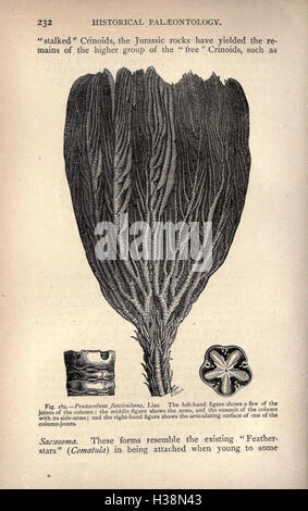 Diese Arbeit erforscht die geologische und biologische Geschichte der Erde und konzentriert sich auf die wichtigsten Ereignisse und Prozesse, die die Entstehung und Entwicklung des Planeten im Laufe der Zeit geprägt haben. Stockfoto