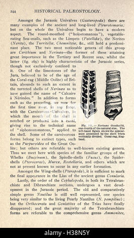 Diese Arbeit erforscht die geologische und biologische Evolution der Erde von den Ursprüngen des Lebens bis heute und untersucht wichtige Ereignisse und Meilensteine in der Erdgeschichte. Stockfoto