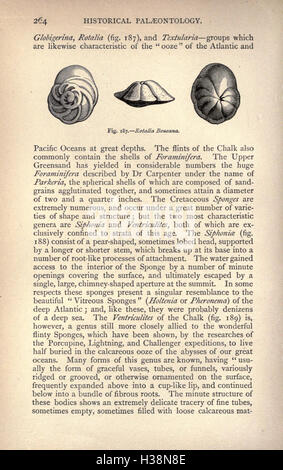 Diese Arbeit erforscht die Geschichte des Lebens auf der Erde und beschreibt die geologischen und biologischen Entwicklungen in verschiedenen geologischen Perioden. Stockfoto