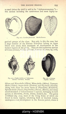 Diese Arbeit beschäftigt sich mit der geologischen und biologischen Geschichte der Erde und konzentriert sich auf die Evolution des Lebens und wichtige Ereignisse in der Erdgeschichte. Stockfoto