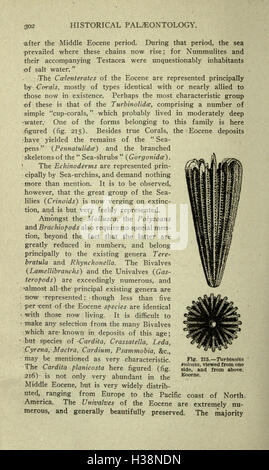 Diese Arbeit erforscht die geologische und biologische Geschichte der Erde und verfolgt die Entwicklung des Lebens von seinen frühesten Ursprüngen bis in die Moderne. Stockfoto