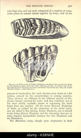 Diese Arbeit erforscht die geologische und biologische Geschichte der Erde und dokumentiert die Entwicklung von Lebensformen von den frühesten Zeiten bis zu verschiedenen geologischen Epochen. Stockfoto