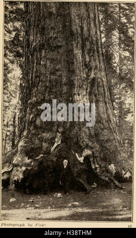 Diese Arbeit beschäftigt sich mit der Geschichte und den wichtigsten Eigenschaften der berühmten großen Bäume Kaliforniens, einschließlich Mammutbäume und Mammutbäume, und hebt deren ökologische Bedeutung und ihre einzigartigen Merkmale hervor. Stockfoto