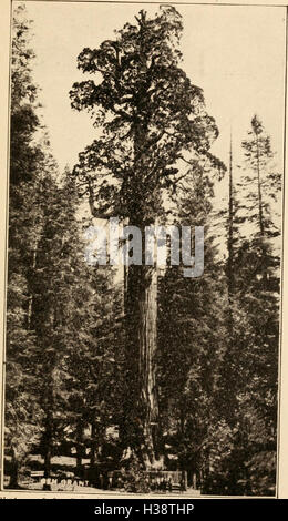 Dieses Buch beschäftigt sich mit der Geschichte und den Eigenschaften der größten Bäume Kaliforniens und konzentriert sich auf ihre ökologische Bedeutung, Wachstumsmuster und historische Bedeutung. Stockfoto