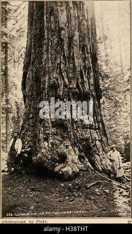 Ein Überblick über die Geschichte, das Wachstum und die einzigartigen Eigenschaften der riesigen Bäume Kaliforniens, einschließlich Mammutbäume und Mammutbäume, und erkunden deren ökologische Bedeutung und Erhaltung. Stockfoto
