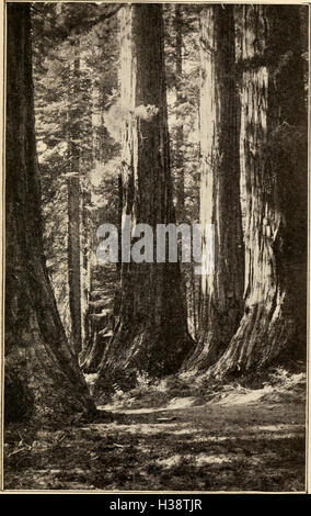 Dieses Buch beschäftigt sich mit der Geschichte und den Eigenschaften der großen Bäume Kaliforniens und konzentriert sich auf die ökologische Rolle dieser Bäume und ihre Bedeutung für die natürliche Landschaft. Stockfoto