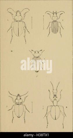 Dieser Text bietet detaillierte Abbildungen und Beschreibungen der verschiedenen Käfer-Gattungen in Großbritannien und bietet einen aufschlussreichen Leitfaden für Entomologen und Sammler. Stockfoto